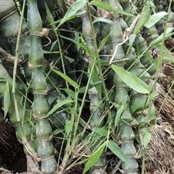 当年纯新孟宗竹种子 产地一手货源免费技术指导